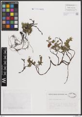 Foto von Salix breviserrata Flod.